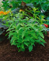 Aloysia triphylla 9 cm Topf - Größe nach Saison