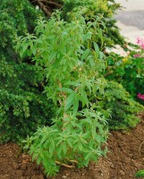 Aloysia triphylla 9 cm Topf - Größe nach Saison