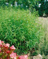 Aloysia triphylla 9 cm Topf - Größe nach Saison