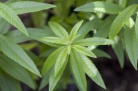 Aloysia triphylla 9 cm Topf - Größe nach Saison