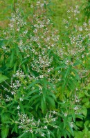 Aloysia triphylla 9 cm Topf - Größe nach Saison