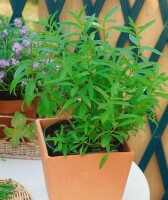 Aloysia triphylla 9 cm Topf - Größe nach Saison