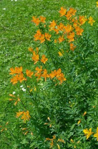 Alstroemeria aurea Orange King 11 cm Topf -...