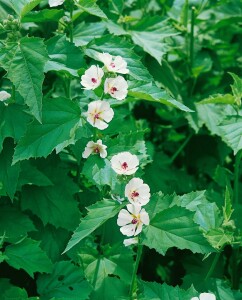 Althaea officinalis 9 cm Topf - Größe nach Saison