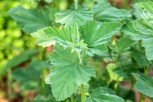 Althaea officinalis 9 cm Topf - Größe nach Saison