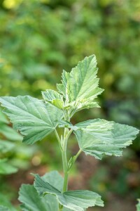 Althaea officinalis 9 cm Topf - Größe nach Saison