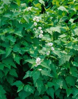 Althaea officinalis 9 cm Topf - Größe nach Saison