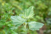 Althaea officinalis 9 cm Topf - Größe nach Saison