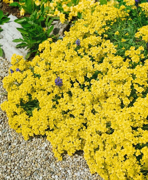 Alyssum saxatile Sulphureum 9 cm Topf - Größe nach Saison