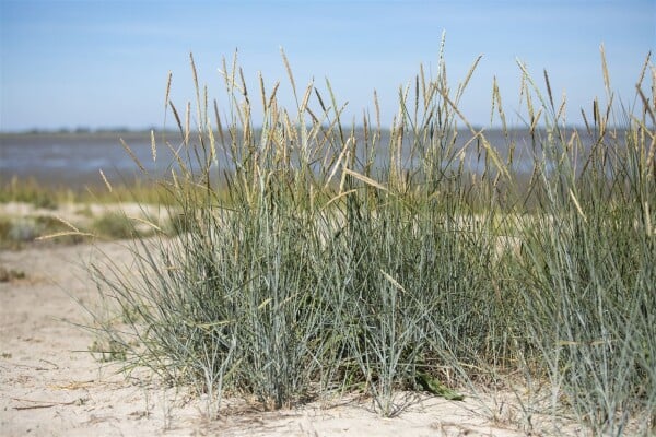 Ammophila breviligulata 9 cm Topf - Größe nach Saison