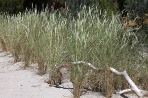 Ammophila breviligulata 9 cm Topf - Größe nach Saison