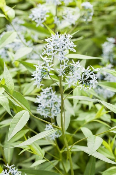 Amsonia tabernaemontana 9 cm Topf - Größe nach Saison