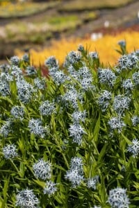 Amsonia tabernaemontana 9 cm Topf - Größe nach Saison