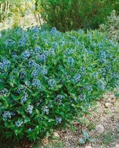 Amsonia tabernaemontana 9 cm Topf - Größe nach Saison