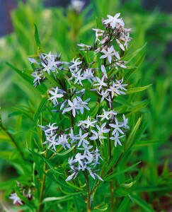 Amsonia tabernaemontana 9 cm Topf - Größe nach Saison