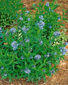 Amsonia tabernaemontana 9 cm Topf - Größe nach Saison