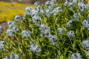 Amsonia tabernaemontana 9 cm Topf - Größe nach Saison