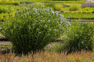 Amsonia tabernaemontana 9 cm Topf - Größe nach Saison