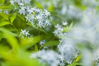 Amsonia tabernaemontana 9 cm Topf - Größe nach Saison