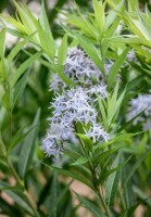 Amsonia tabernaemontana 9 cm Topf - Größe nach Saison