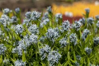 Amsonia tabernaemontana 9 cm Topf - Größe nach Saison