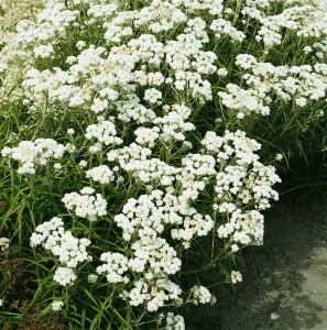 Anaphalis margaritacea 9 cm Topf - Größe nach Saison