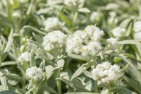 Anaphalis margaritacea 9 cm Topf - Größe nach Saison