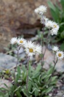 Anaphalis margaritacea 9 cm Topf - Größe nach Saison