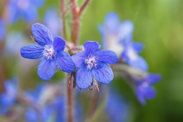 Anchusa azurea 11 cm Topf - Größe nach Saison