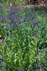 Anchusa azurea 11 cm Topf - Größe nach Saison