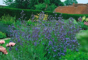 Anchusa azurea 11 cm Topf - Größe nach Saison