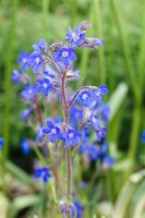 Anchusa azurea 11 cm Topf - Größe nach Saison