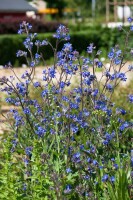 Anchusa azurea 11 cm Topf - Größe nach Saison