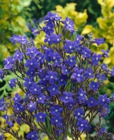 Anchusa azurea 11 cm Topf - Größe nach Saison