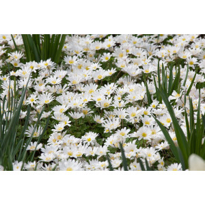 Anemone blanda White Splendour 9 cm Topf -...