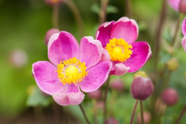 Anemone hupehensis Praecox 9 cm Topf - Größe nach Saison