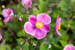 Anemone hupehensis Praecox 9 cm Topf - Größe nach Saison