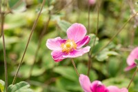 Anemone hupehensis Praecox 9 cm Topf - Größe nach Saison