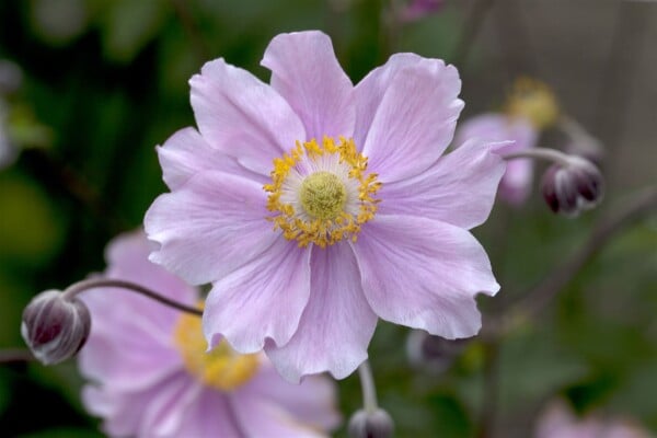 Anemone hupehensis September Charm 9 cm Topf - Größe nach Saison