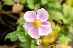 Anemone hupehensis September Charm 9 cm Topf - Größe nach Saison