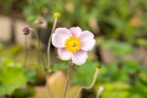 Anemone hupehensis September Charm 9 cm Topf - Größe nach Saison