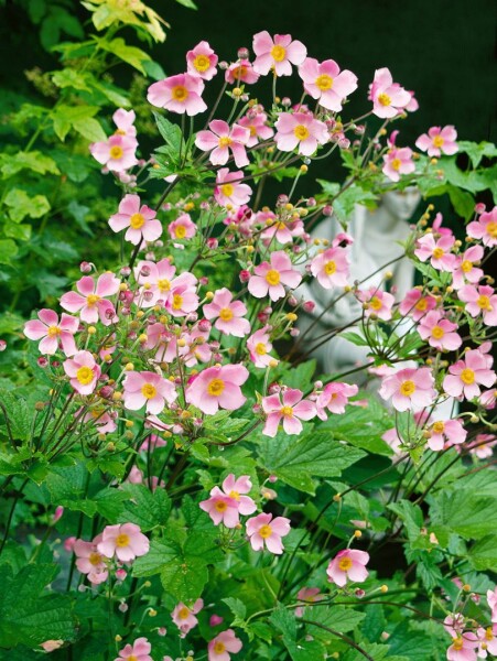 Anemone hupehensis Splendens 9 cm Topf - Größe nach Saison