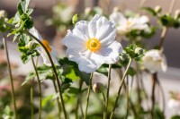 Anemone japonica Andrea Atkinson 9 cm Topf - Größe nach Saison