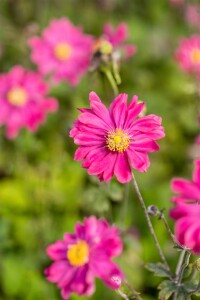 Anemone japonica Bressingham Glow 9 cm Topf - Größe nach Saison