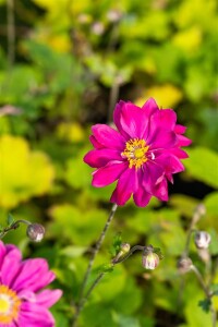 Anemone japonica Bressingham Glow 9 cm Topf - Größe nach Saison