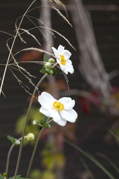 Anemone japonica Honorine Jobert 9 cm Topf - Größe nach Saison