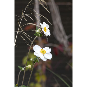 Anemone japonica Honorine Jobert 9 cm Topf -...