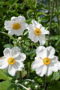 Anemone japonica Honorine Jobert 9 cm Topf - Größe nach Saison