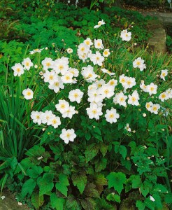 Anemone japonica Honorine Jobert 9 cm Topf - Größe nach Saison