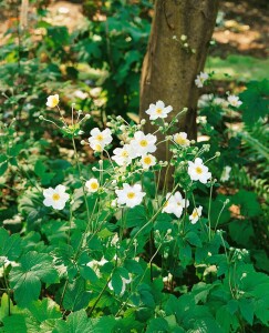 Anemone japonica Honorine Jobert 9 cm Topf - Größe nach Saison